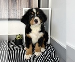 Small Photo #3 Bernese Mountain Dog Puppy For Sale in FRANKLIN, IN, USA