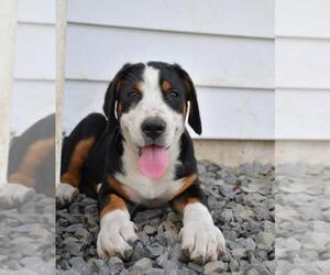 Greater Swiss Mountain Dog Puppy for sale in BELLEFONTE, PA, USA