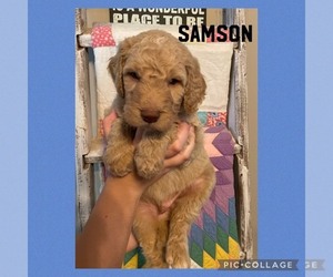 Goldendoodle Puppy for sale in TRINITY, NC, USA