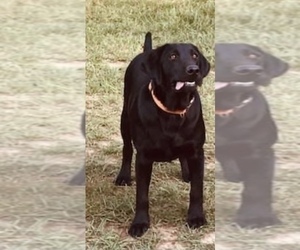 Mother of the Labrador Retriever puppies born on 05/22/2025