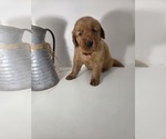 Puppy RED Collar Golden Retriever