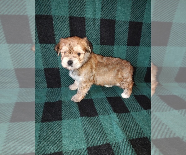 Medium Photo #14 Morkie Puppy For Sale in LAPEER, MI, USA