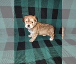 Small #13 Morkie