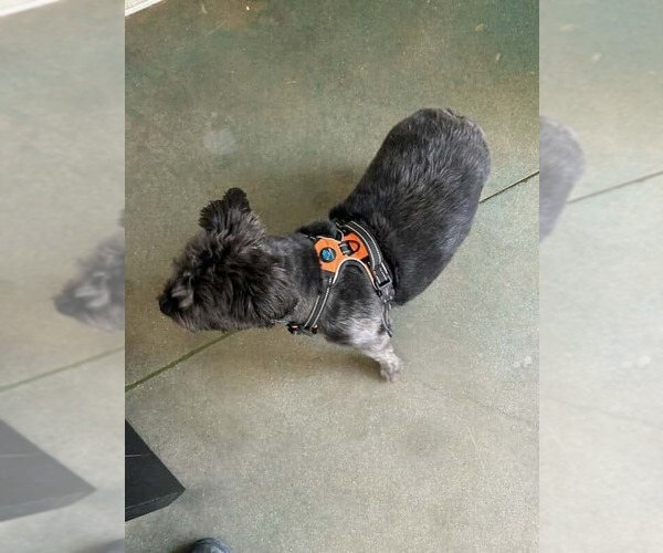 Medium Photo #3 Shih Tzu-Unknown Mix Puppy For Sale in Oak Bluffs, MA, USA