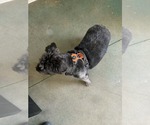 Small #2 Shih Tzu Mix