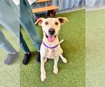 Small #1 Labrador Retriever Mix
