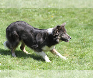 Mother of the Border Collie puppies born on 09/14/2025