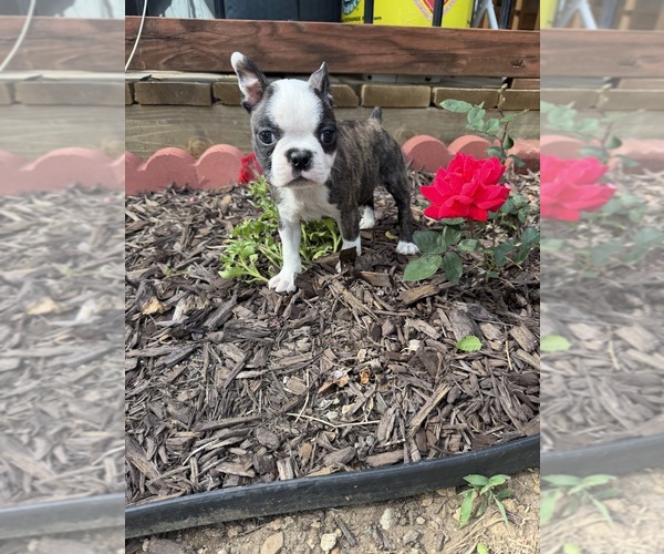 Medium Photo #1 Boston Terrier Puppy For Sale in FREDONIA, KS, USA