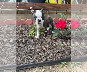 Boston Terrier Puppy for sale in FREDONIA, KS, USA