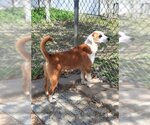 Small #2 Bull Terrier-Labrador Retriever Mix