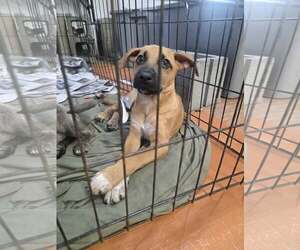 German Shepherd Dog-Unknown Mix Dogs for adoption in SHERBURNE, NY, USA