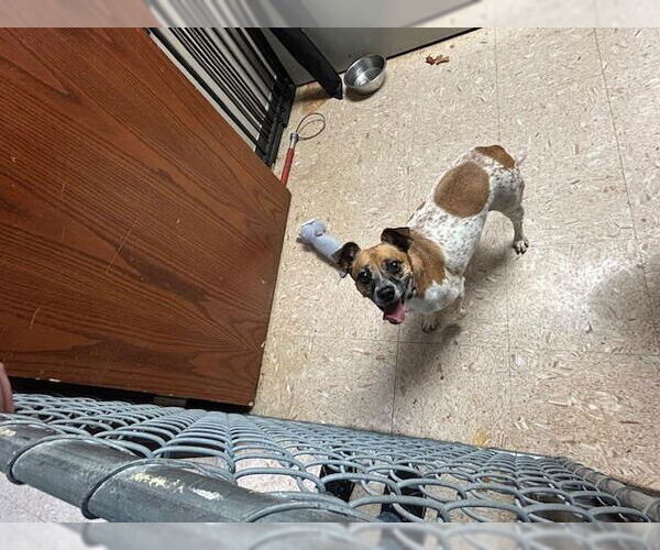 Medium Photo #1 Parson Russell Terrier Puppy For Sale in Tulsa, OK, USA