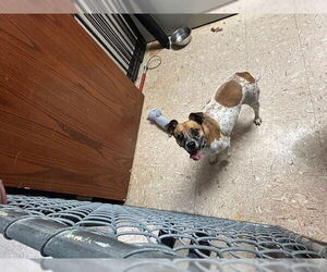 Parson Russell Terrier Dogs for adoption in Tulsa, OK, USA