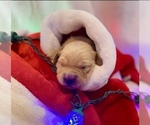 Small Photo #16 Golden Retriever Puppy For Sale in RICHMOND, TX, USA