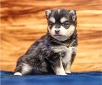 Small #10 Pomsky