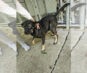 Nick - Male Beagle-Unknown Mix Dog for Adoption - Photo #2