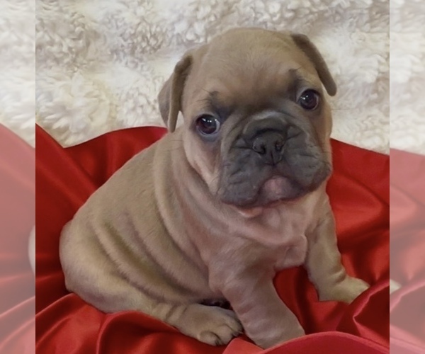 Medium Photo #41 French Bulldog Puppy For Sale in WEXFORD, PA, USA