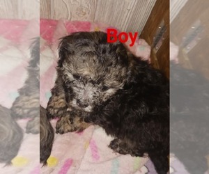 YorkiePoo Puppy for sale in KANKAKEE, IL, USA
