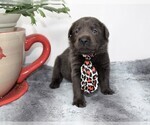 Small Photo #2 Labrador Retriever Puppy For Sale in WARDENSVILLE, WV, USA
