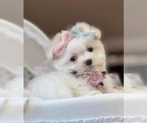 Maltese Puppy for sale in NAPLES, FL, USA