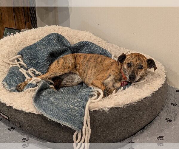 Medium Photo #1 Mutt Puppy For Sale in Aurora, CO, USA