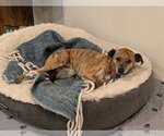 Rosie #10 - Female Mutt Dog for Adoption - Small photo