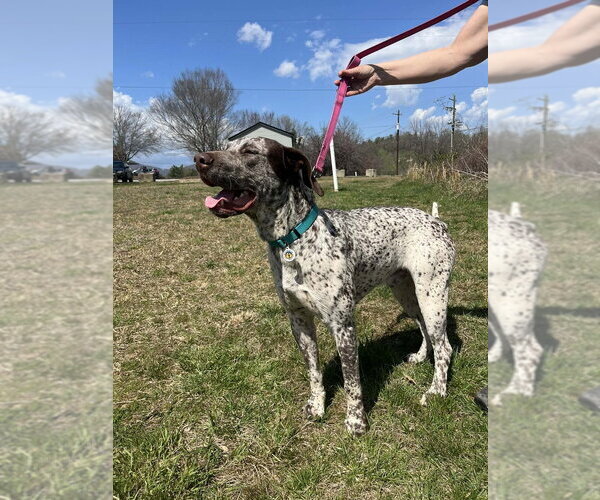 Medium Photo #2 Mutt Puppy For Sale in Candler, NC, USA