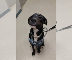 Labrador Retriever-Unknown Mix Dogs for adoption in South Bend, IN, USA