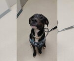 Small Labrador Retriever Mix