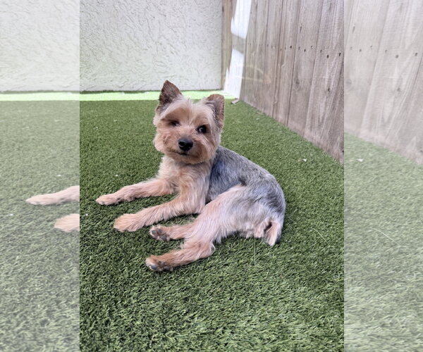 Medium Photo #1 Mutt Puppy For Sale in Mission Viejo, CA, USA