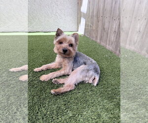 Mutt Dogs for adoption in Mission Viejo, CA, USA