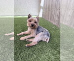 Popeye - Male Mutt Dog for Adoption - Small photo
