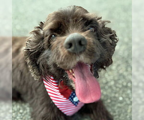 Medium Photo #6 Cocker Spaniel Puppy For Sale in Arlington, VA, USA