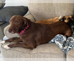 Rosie - Female Labrenees Dog for Adoption - Photo #2