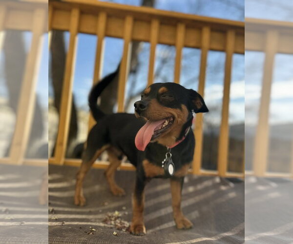 Medium Photo #2 Mutt Puppy For Sale in Greenville, SC, USA