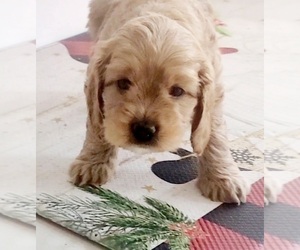 Cockapoo Puppy for Sale in MIAMI, Florida USA