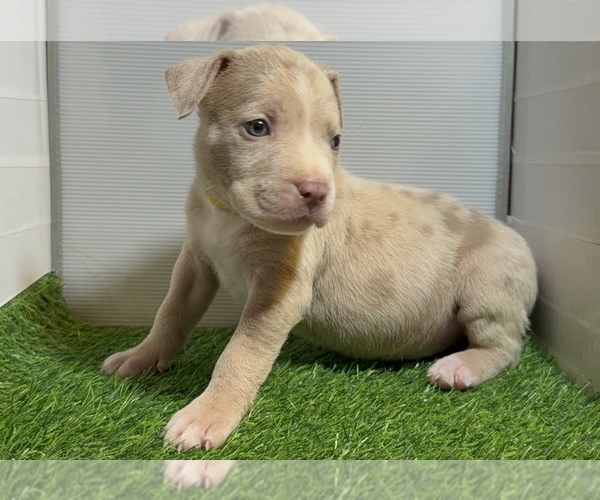 Medium Photo #8 American Bully Puppy For Sale in PERRIS, CA, USA