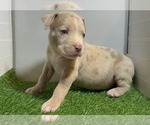 Small #7 American Bully