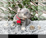 Small Photo #6 French Bulldog Puppy For Sale in LEHIGH ACRES, FL, USA