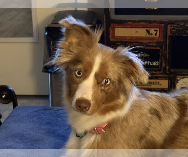 Medium Photo #2 Australian Shepherd Puppy For Sale in Dallas, TX, USA