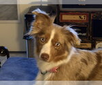 Small #1 Australian Shepherd