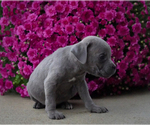Small Photo #1 Cane Corso Puppy For Sale in GRABILL, IN, USA