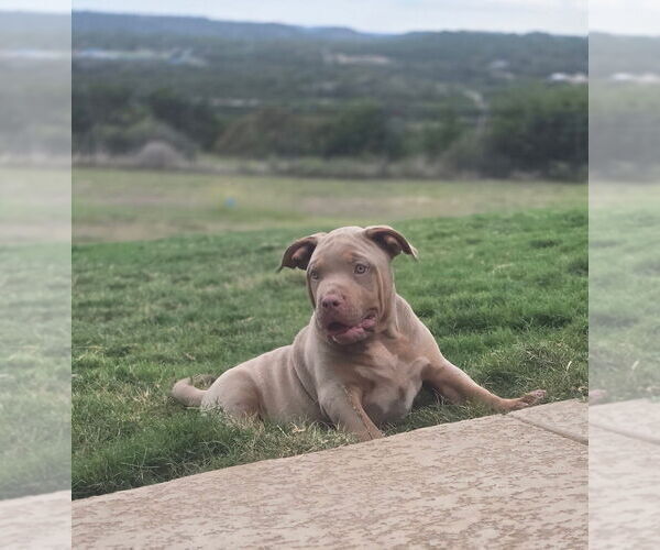 Medium Photo #28 American Bully Puppy For Sale in COPPERAS COVE, TX, USA