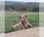 Puppy Golden American Bully