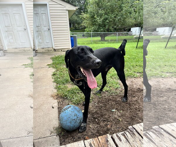 Medium Photo #3 Doberman Pinscher-Great Pyrenees Mix Puppy For Sale in Buffalo, MN, USA
