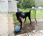 Small #2 Doberman Pinscher-Great Pyrenees Mix