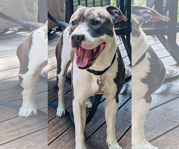 Medium Photo #3 American Pit Bull Terrier-American Staffordshire Terrier Mix Puppy For Sale in Princeton, MN, USA
