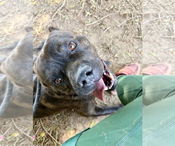 Medium Photo #5 Mutt Puppy For Sale in Goodyear, AZ, USA
