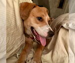 Small #2 Labrador Retriever Mix