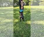 Small #10 American Staffordshire Terrier Mix